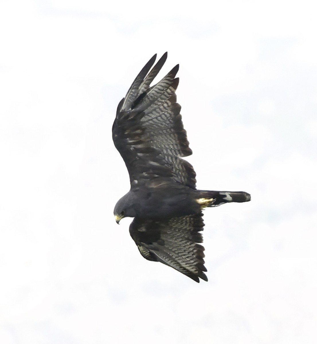 Zone-tailed Hawk - ML601304341