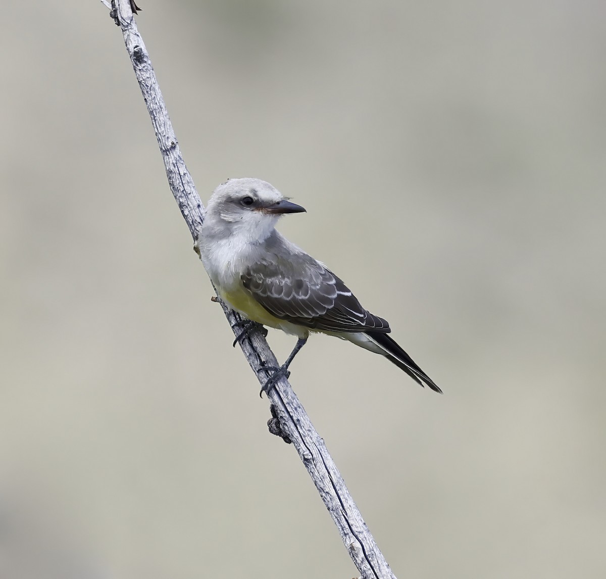 Western Kingbird - ML601304471