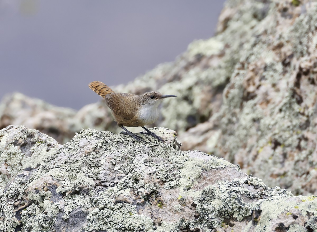 Canyon Wren - ML601304531