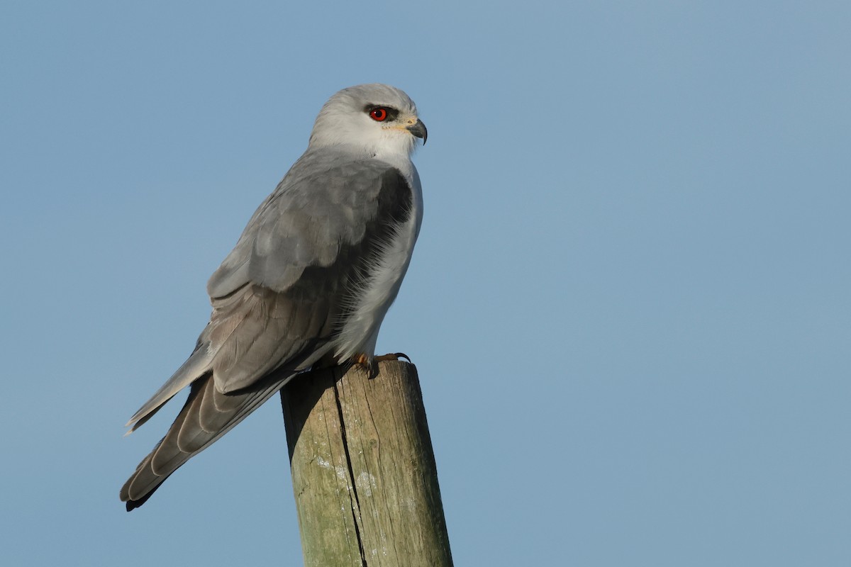 Black-winged Kite - Garret Skead