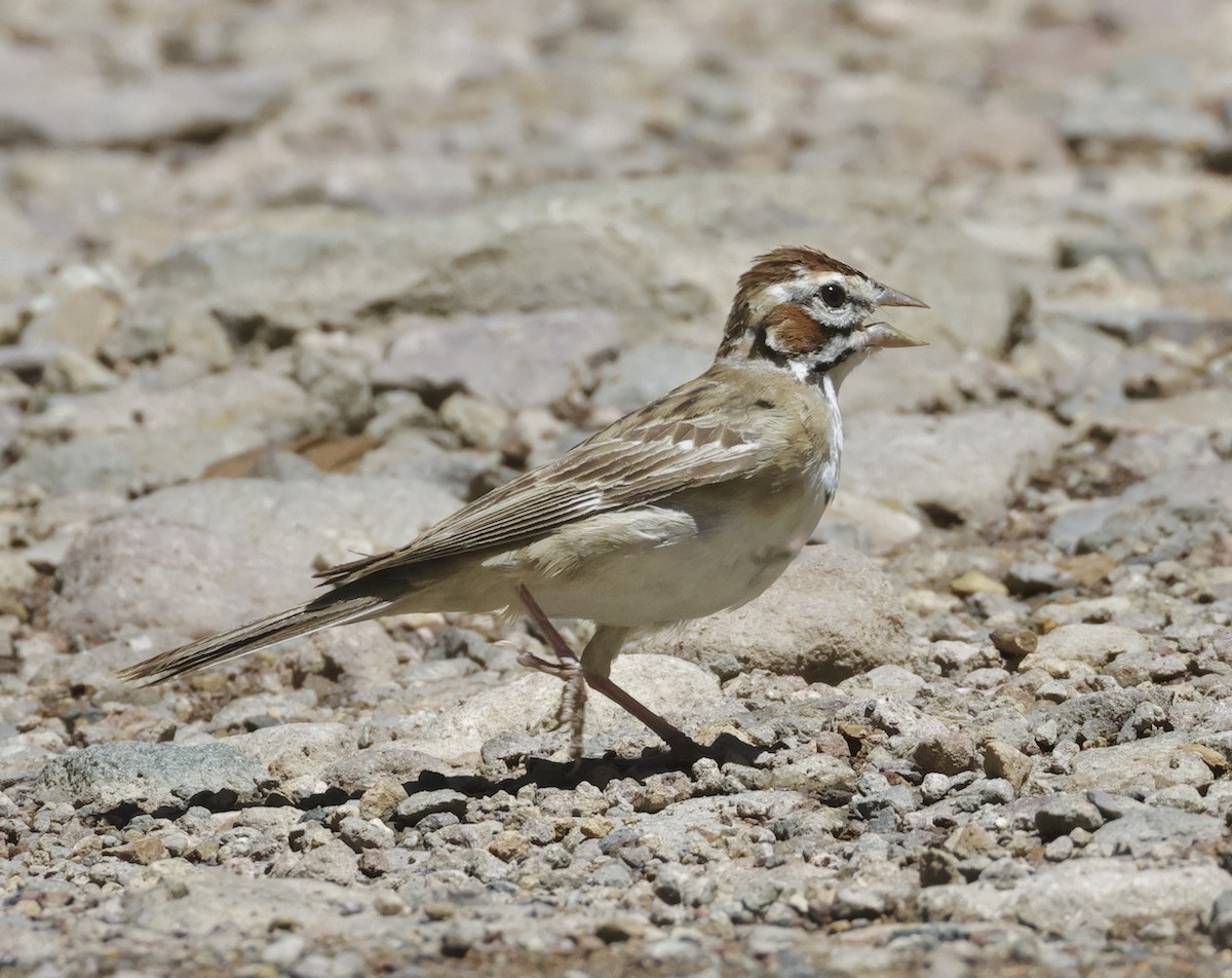 Lark Sparrow - ML601304631