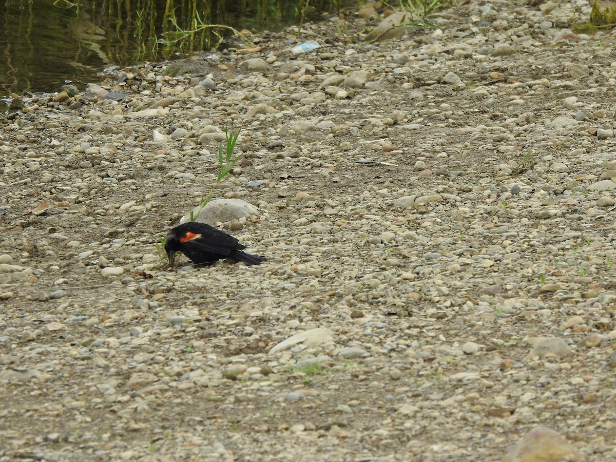 Red-winged Blackbird - ML601305401