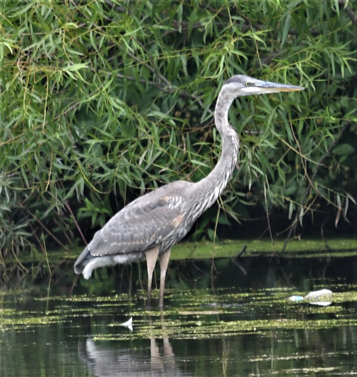 Great Blue Heron - David Gillen