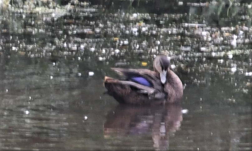 American Black Duck - ML601305931