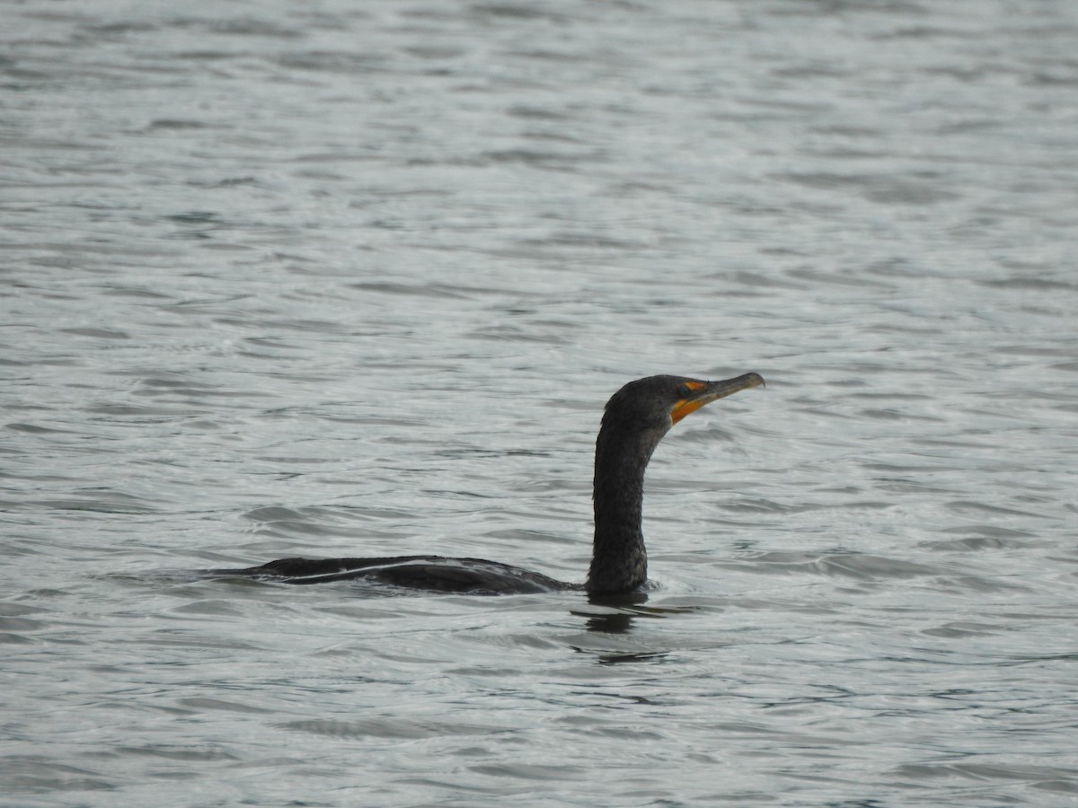 Double-crested Cormorant - ML601306221