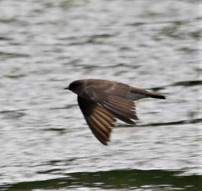 Northern Rough-winged Swallow - ML601306471