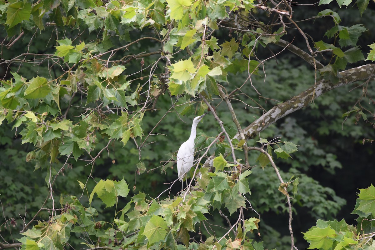 Little Blue Heron - ML601306851