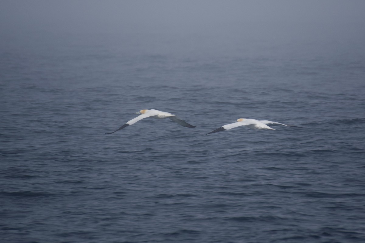 Northern Gannet - Ali Hassan