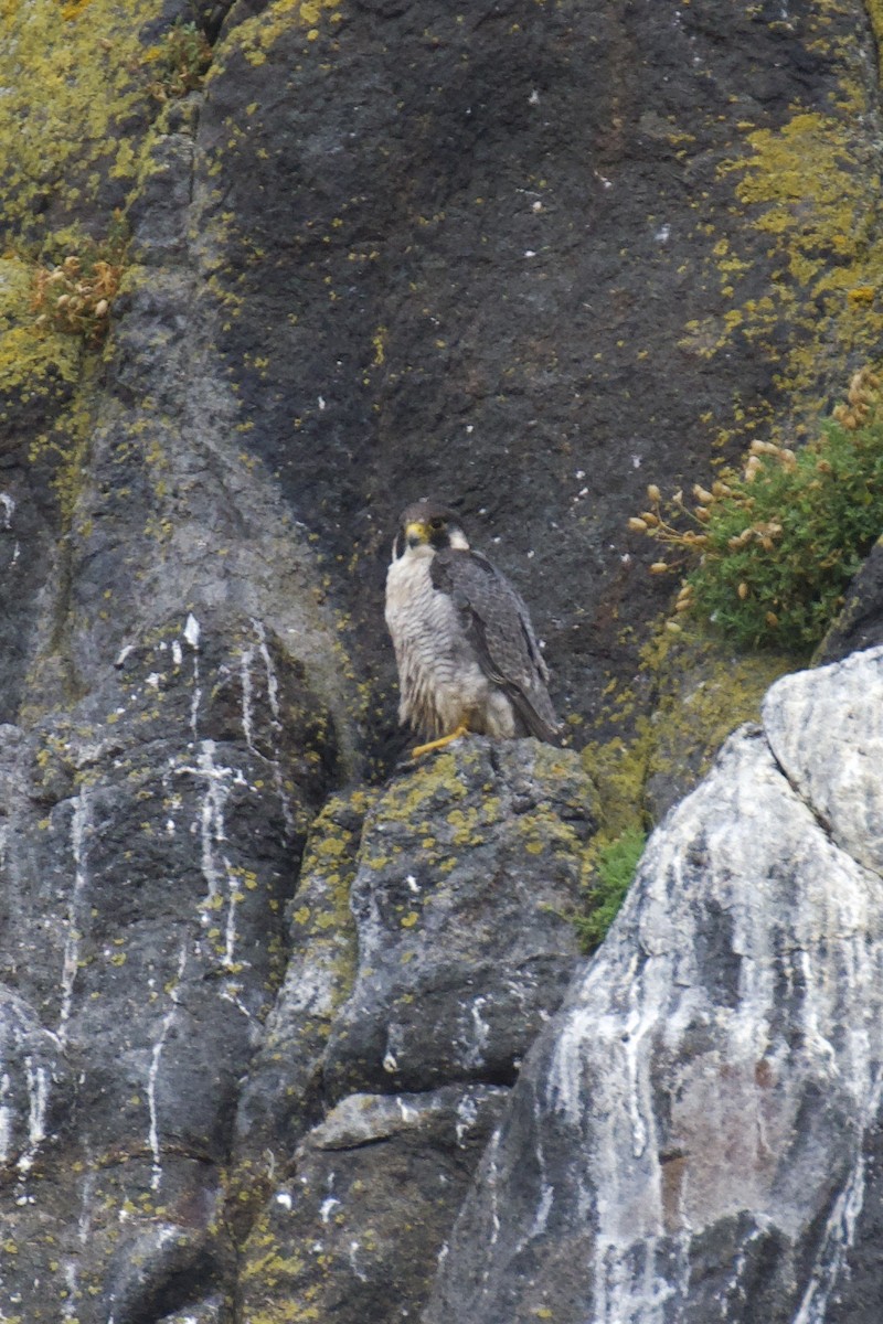 Peregrine Falcon - ML601308381