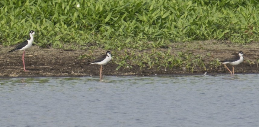 Cigüeñuela Cuellinegra - ML601308601