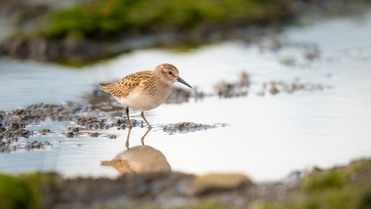 Least Sandpiper - ML601309531