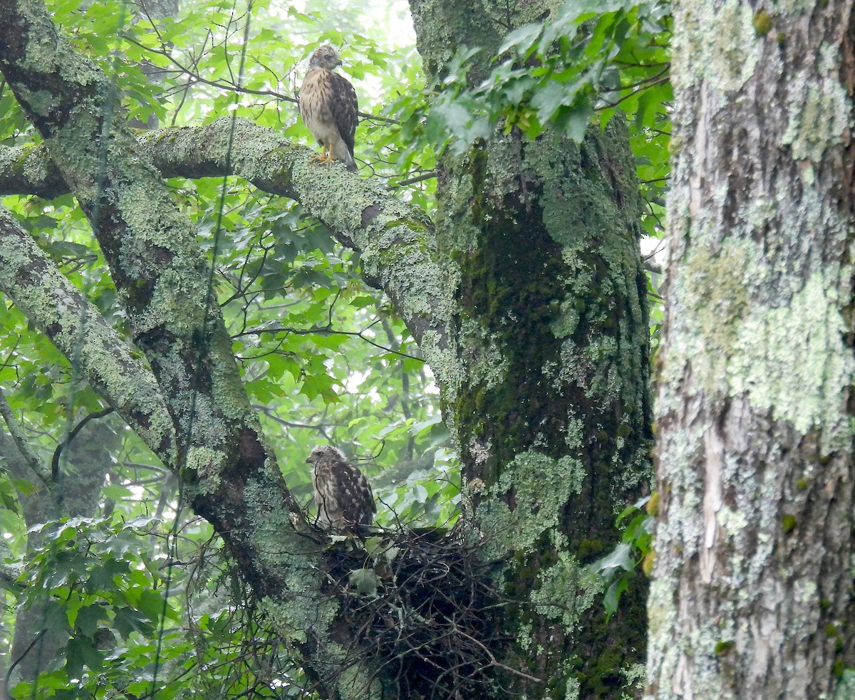 Broad-winged Hawk - ML601309841