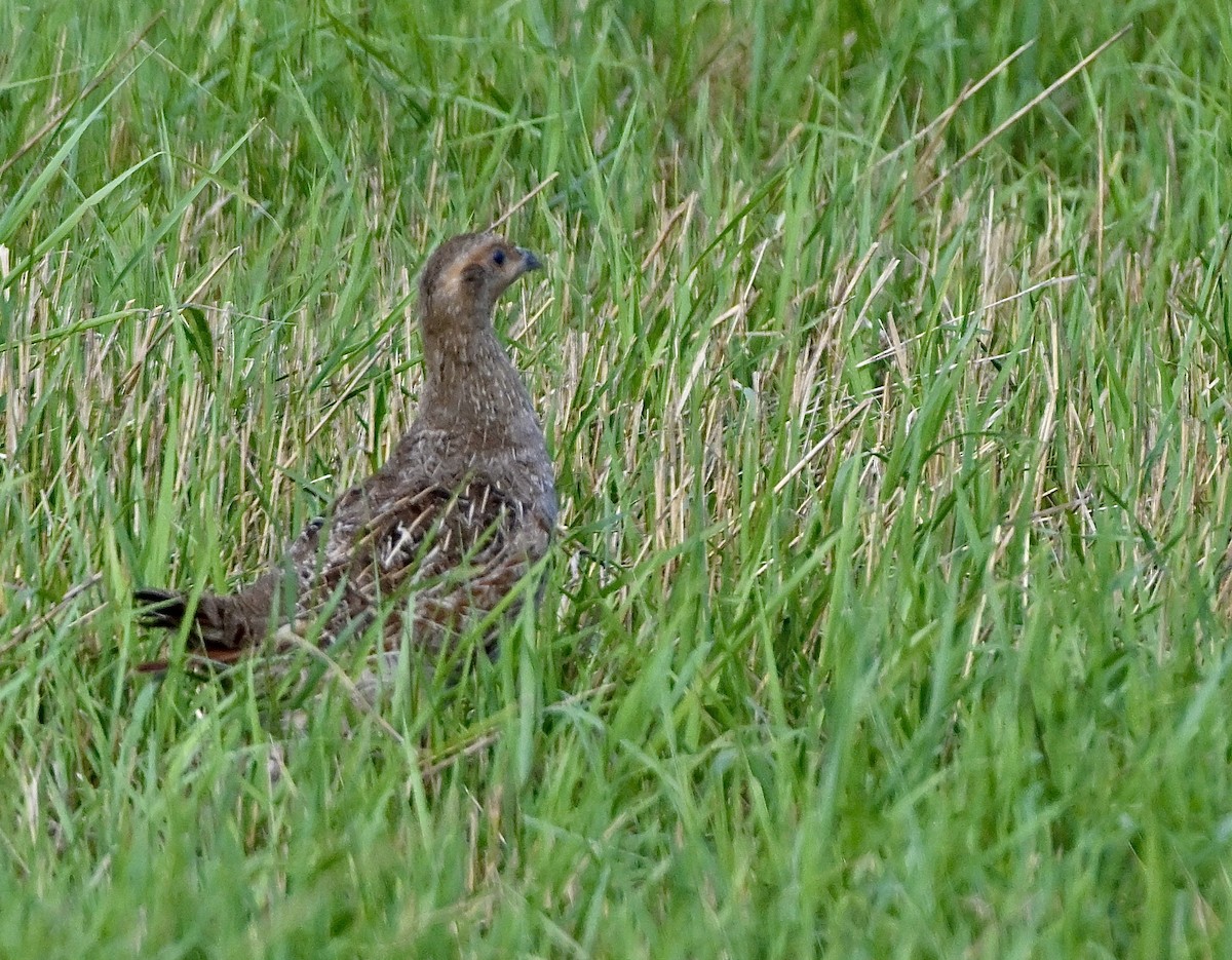 Gray Partridge - ML601310181