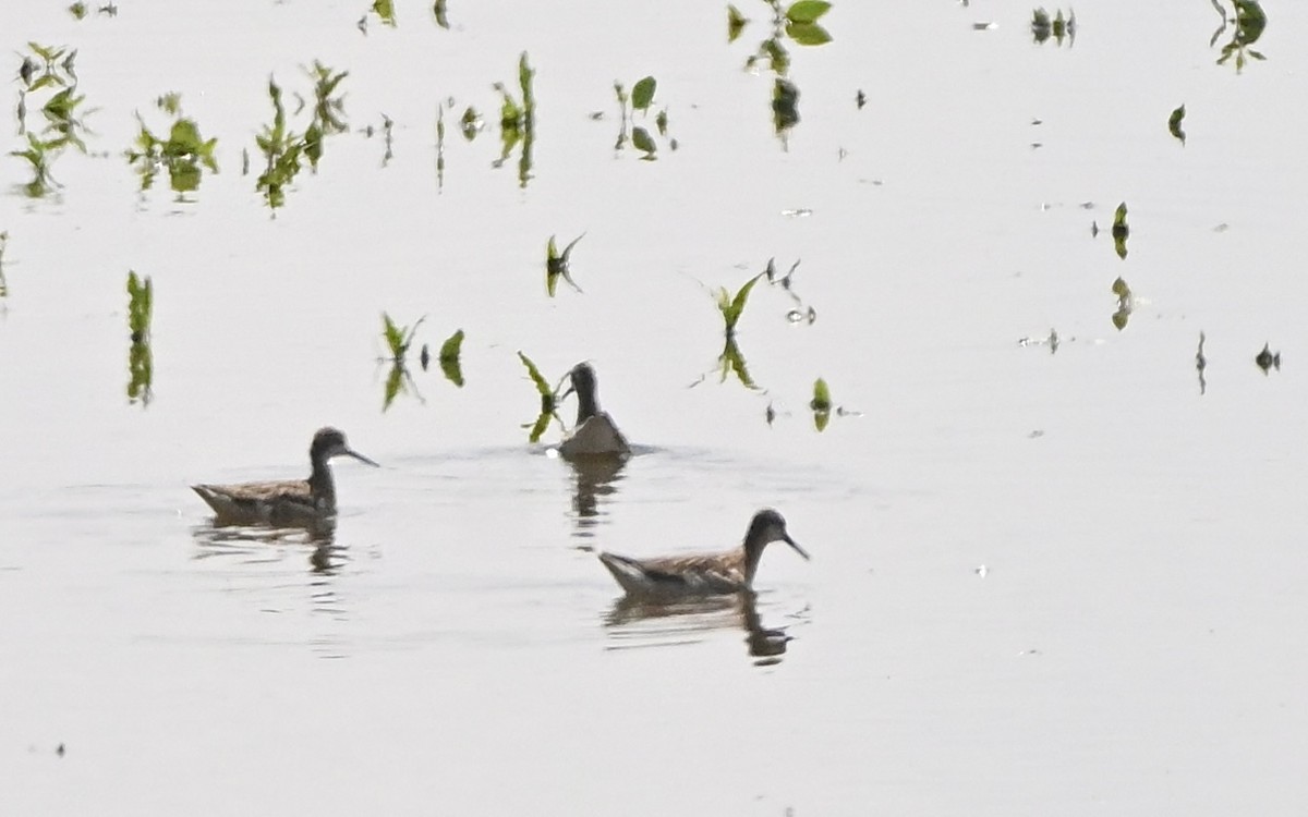 Wilson's Phalarope - ML601310481