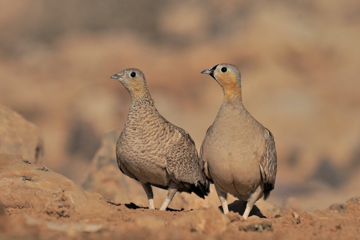 Crowned Sandgrouse - ML601311171