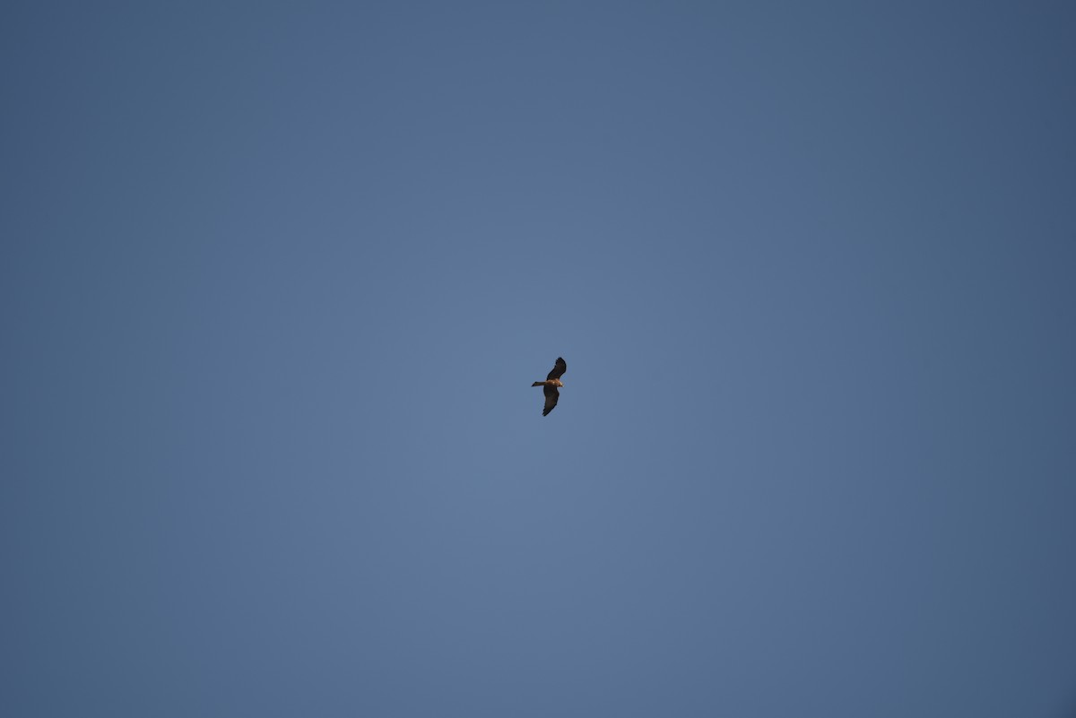 Black Kite - ML601311201