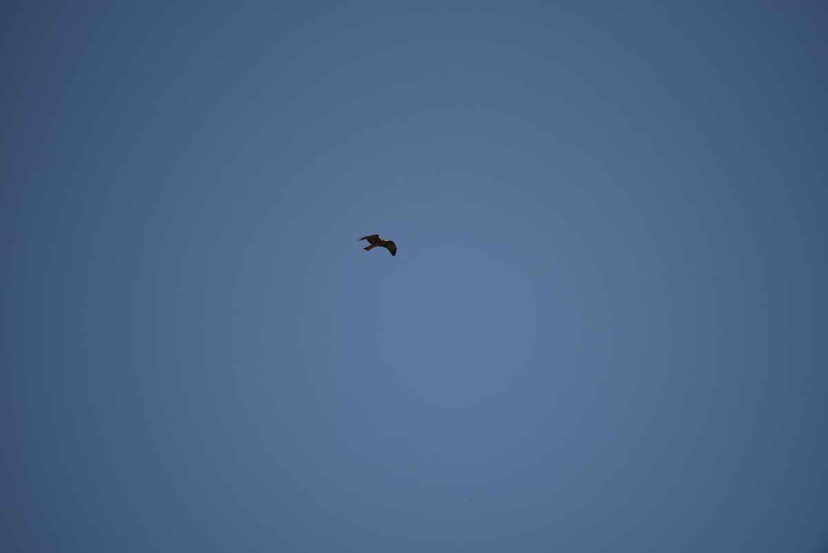 Black Kite - ML601311271