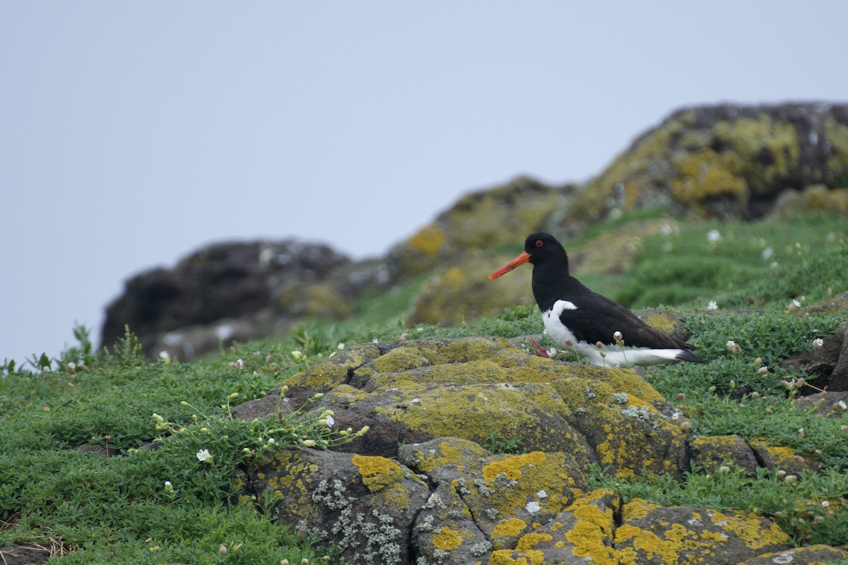 Eurasian Oystercatcher - Ali Hassan