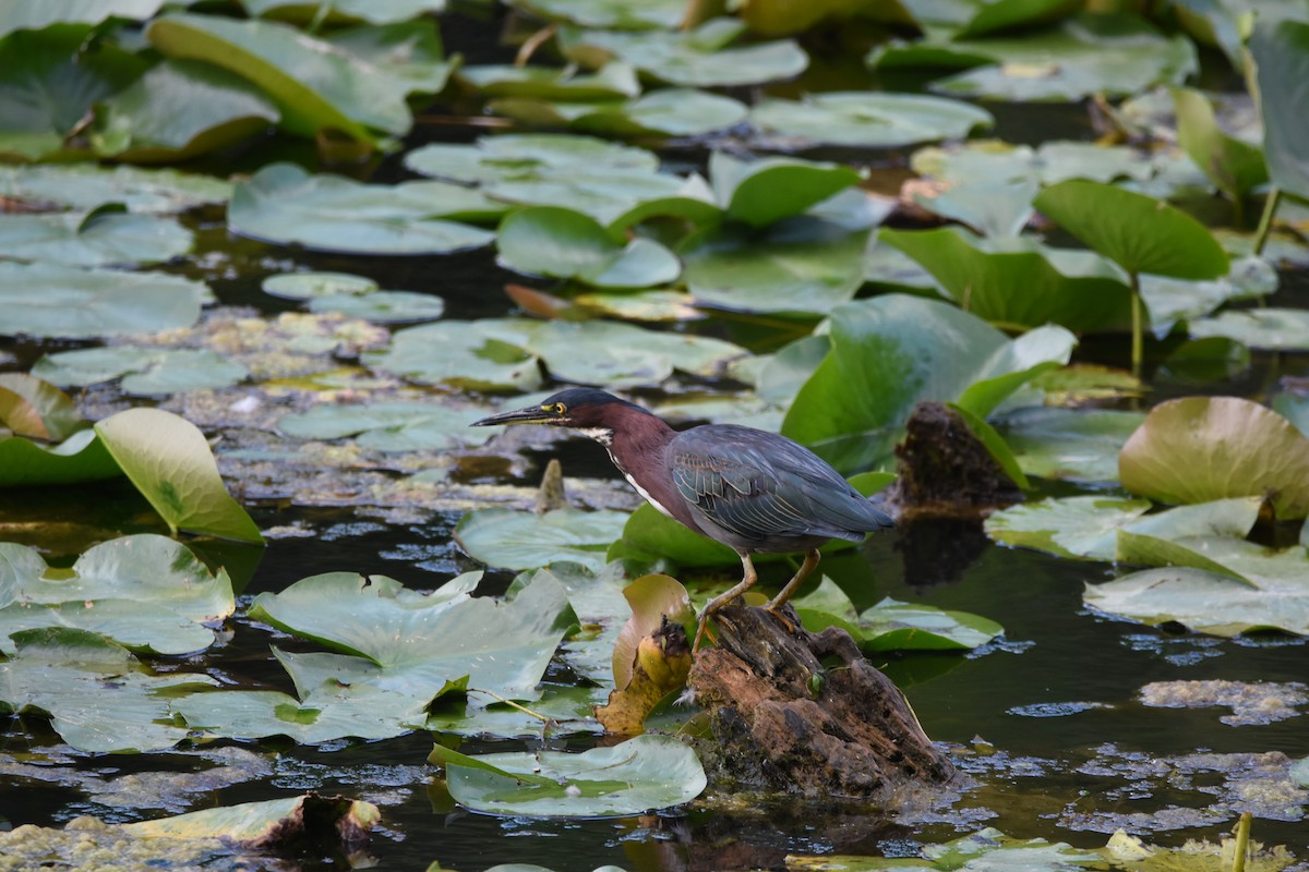 Green Heron - ML601312411