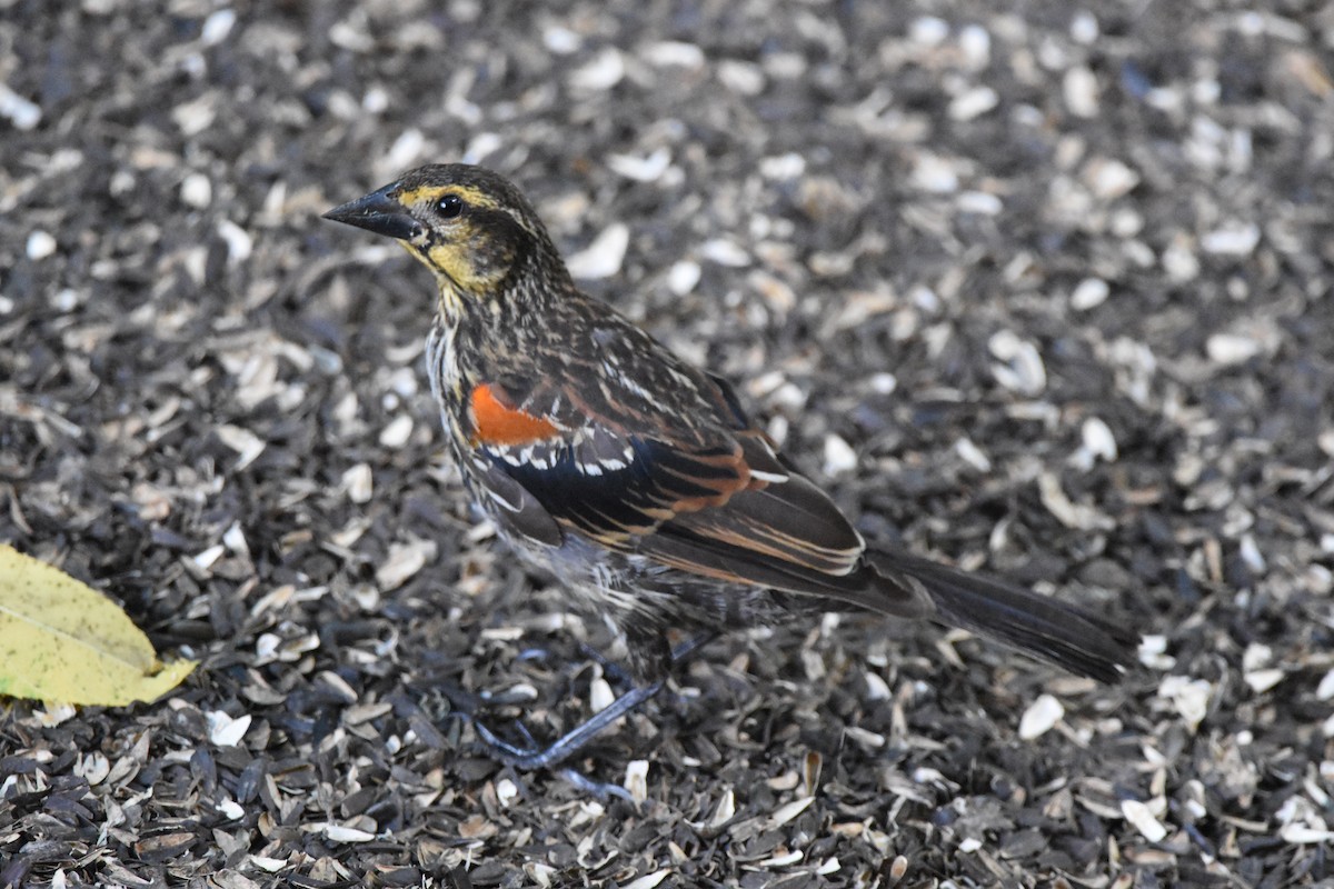 Red-winged Blackbird - ML601312521