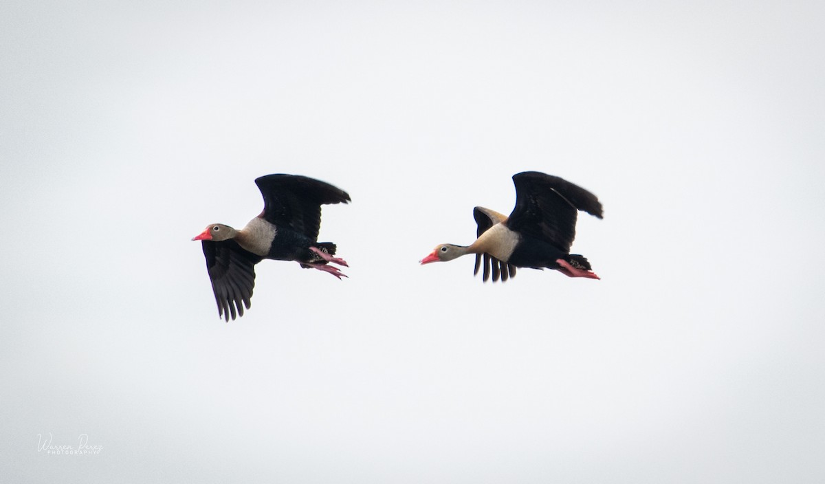 Black-bellied Whistling-Duck - ML601312591