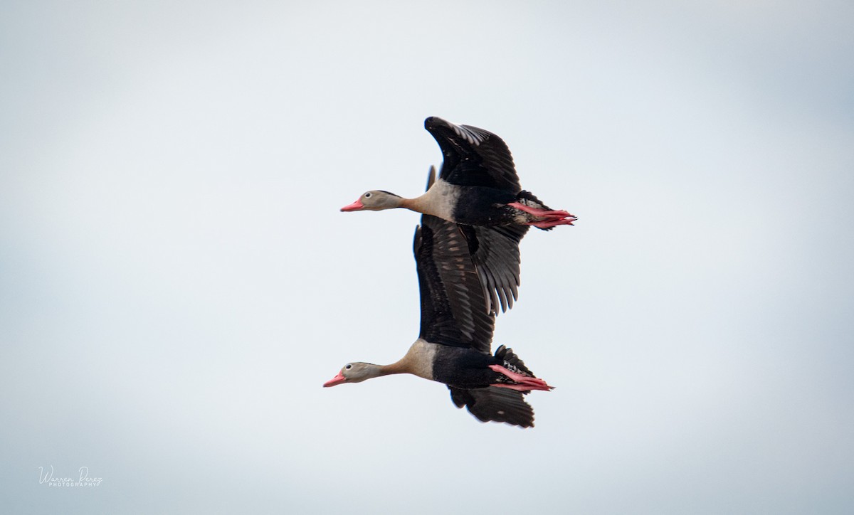 Black-bellied Whistling-Duck - ML601312601