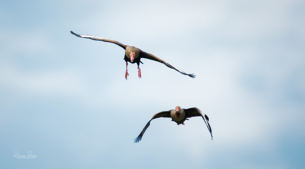 Black-bellied Whistling-Duck - ML601312611