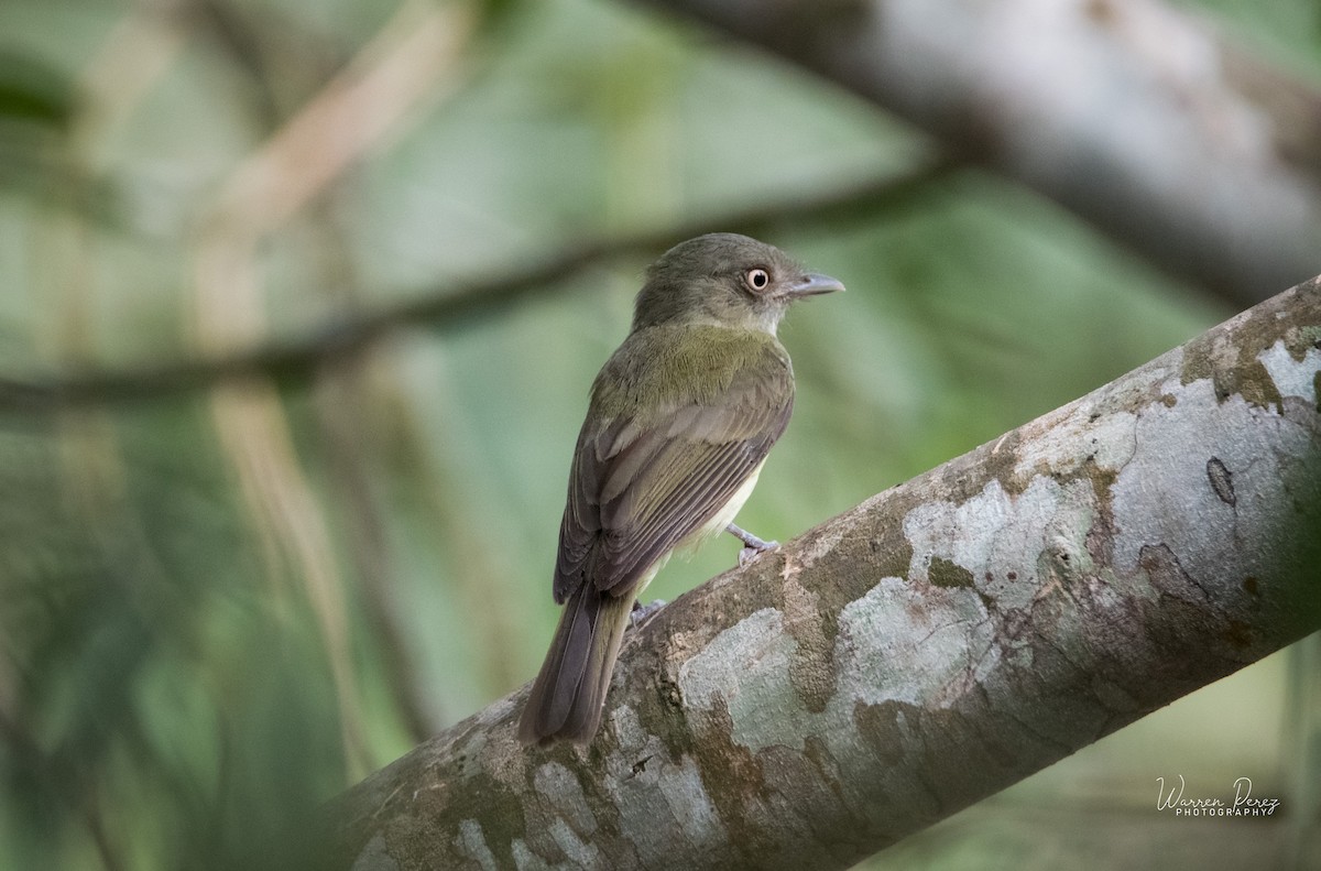 Sulphur-bellied Tyrant-Manakin - ML601312901
