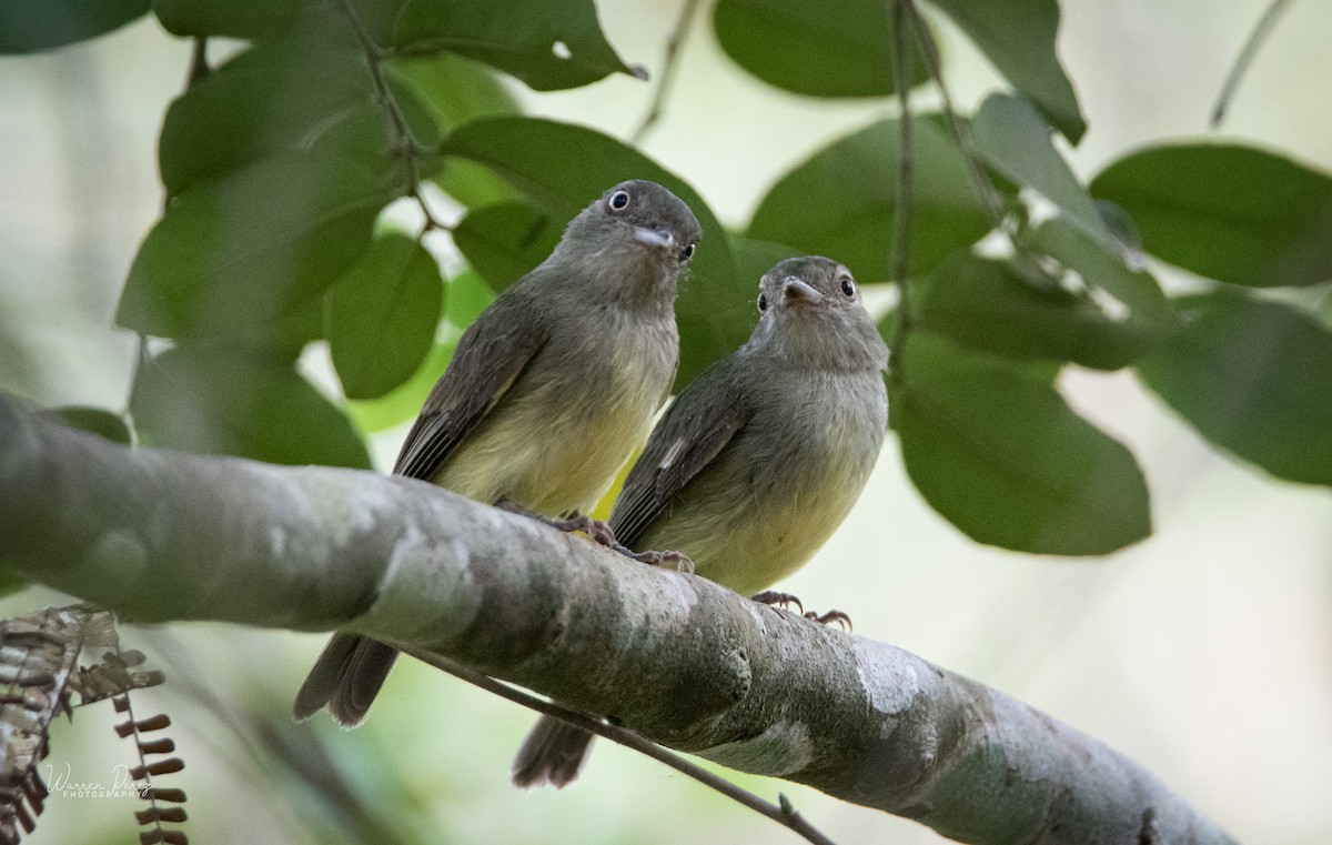 Sulphur-bellied Tyrant-Manakin - ML601312911
