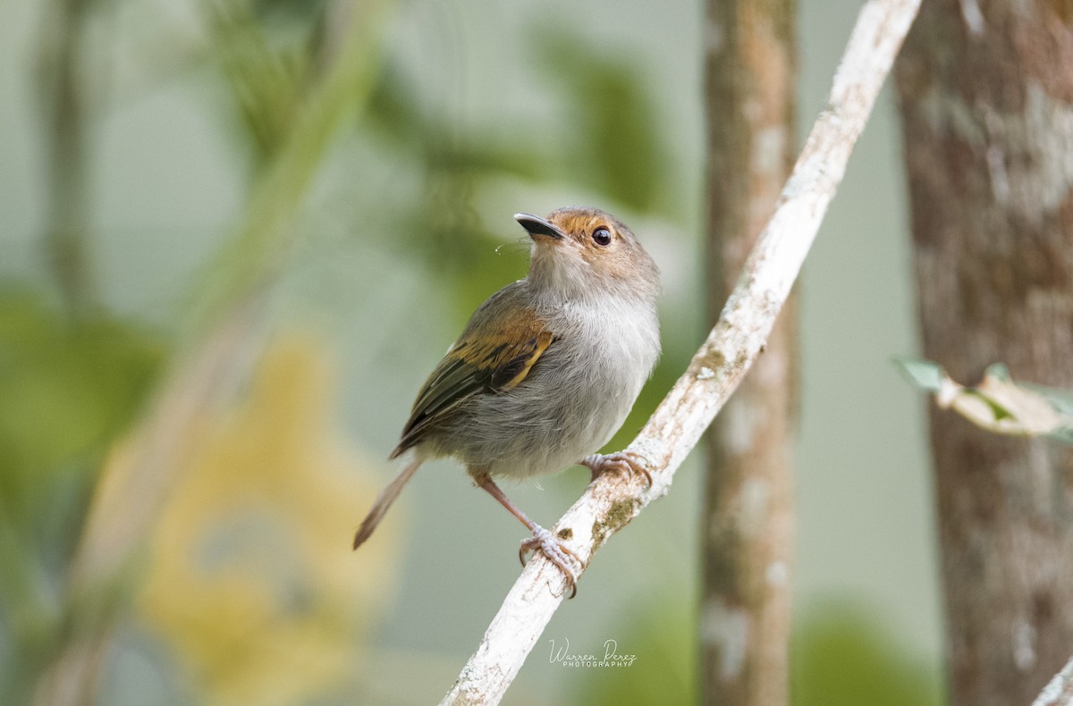 Rusty-fronted Tody-Flycatcher - ML601312971