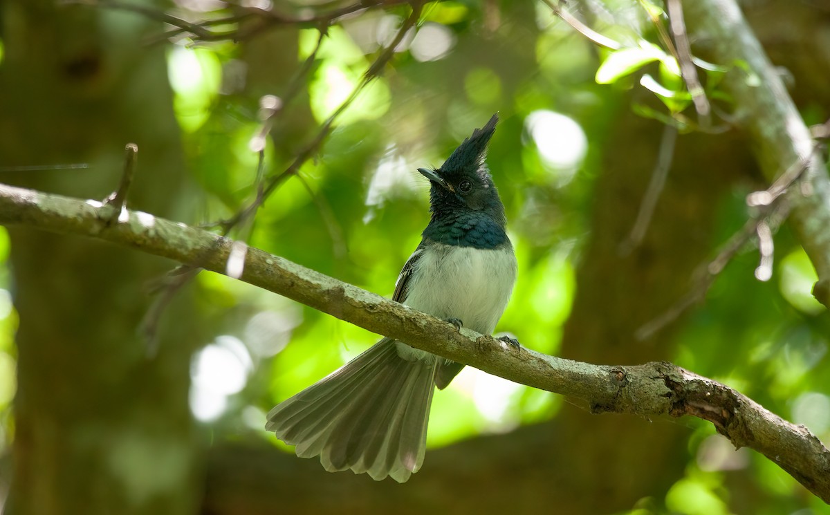 African Crested Flycatcher (Eastern) - Chris Jones