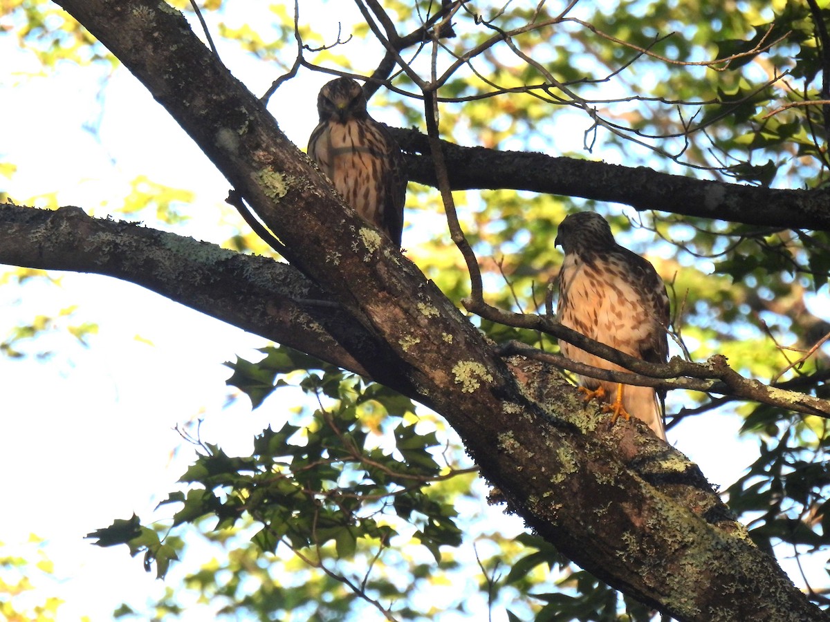 Broad-winged Hawk - ML601313281