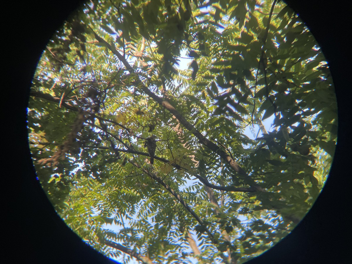 Sharp-shinned/Cooper's Hawk - ML601313651