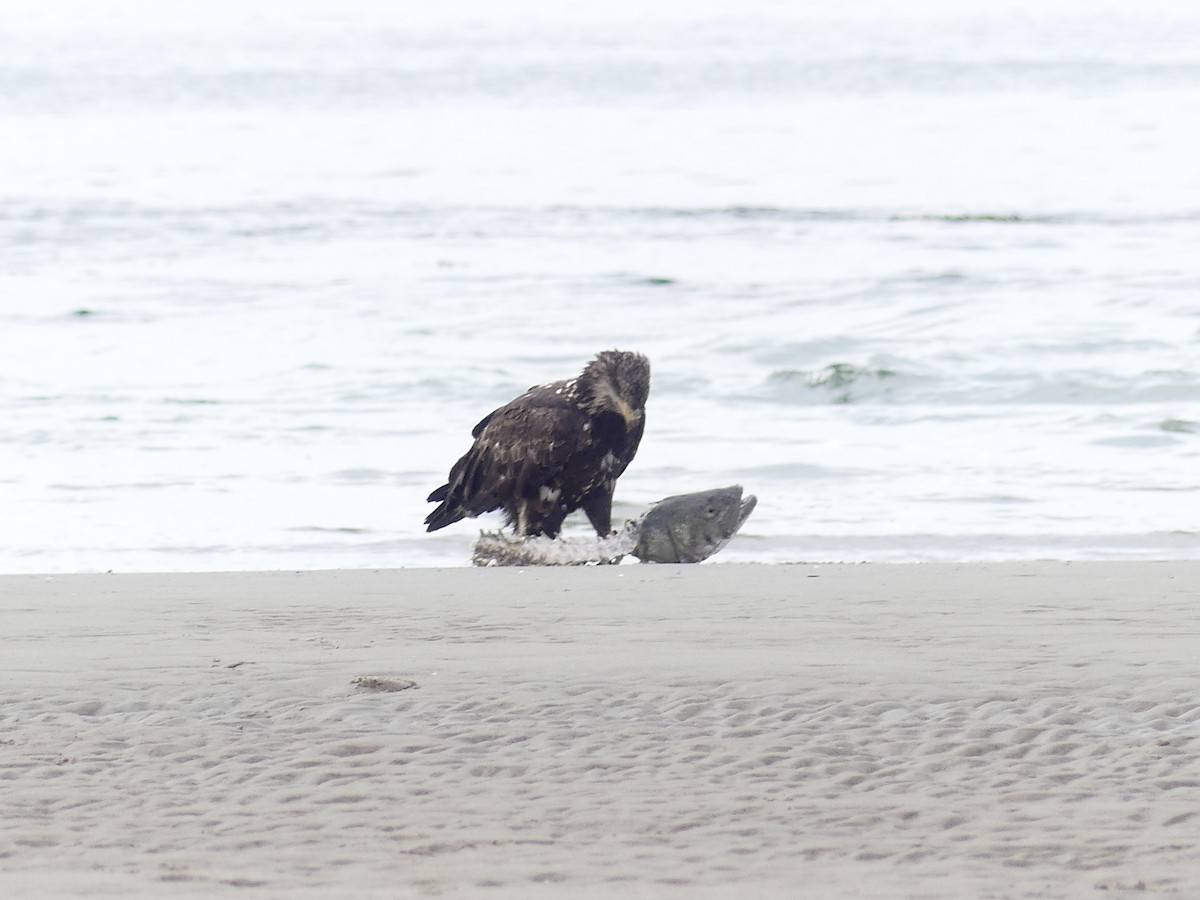 Bald Eagle - ML601313671