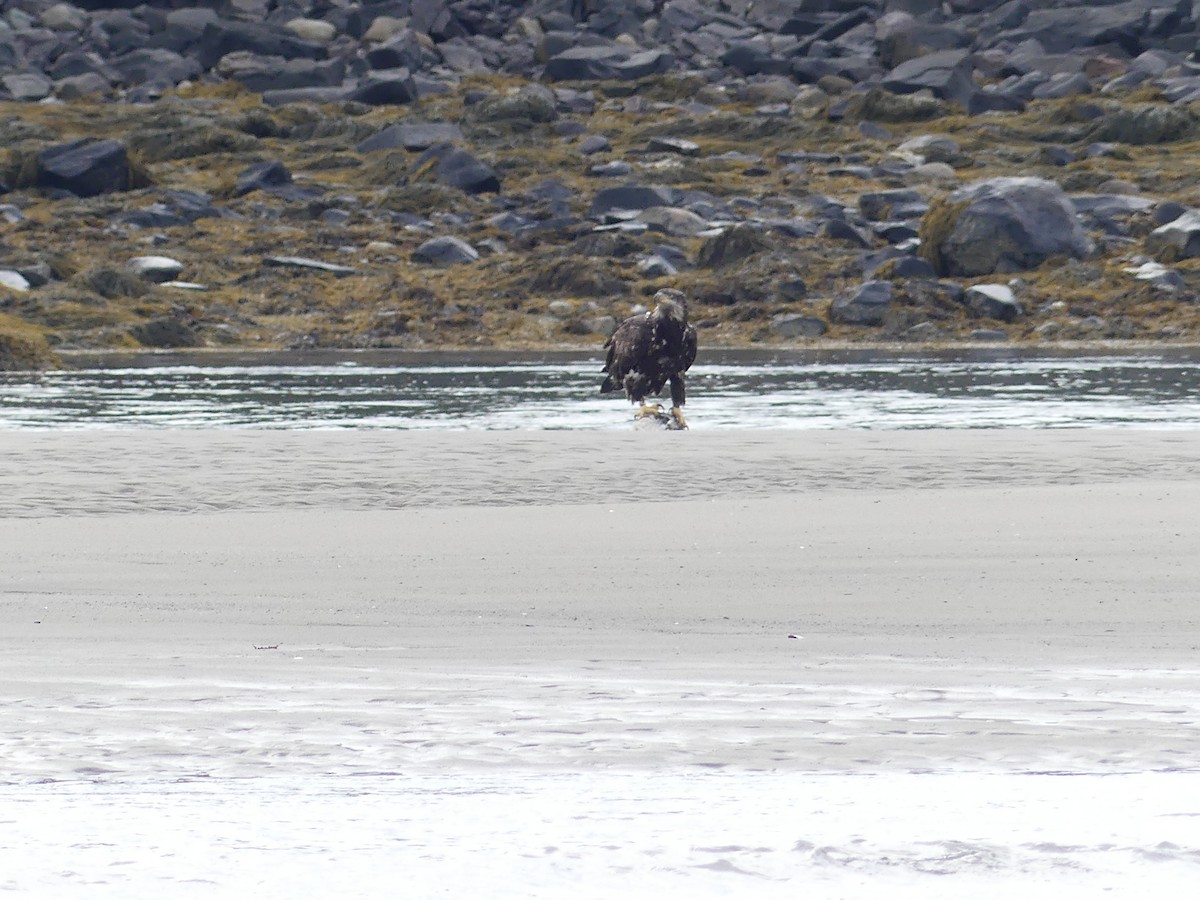 Bald Eagle - ML601313681