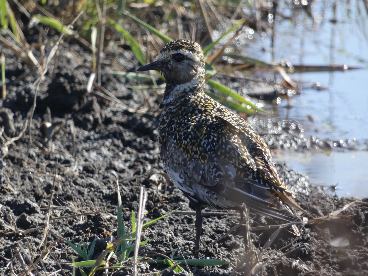 Chorlito Dorado Europeo - ML601315161