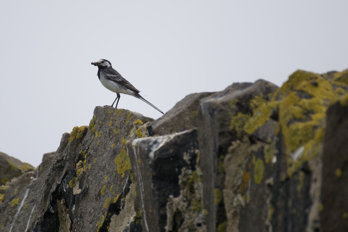 White Wagtail - Ali Hassan