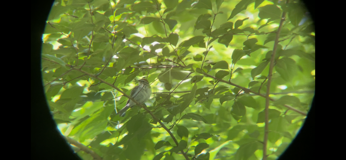 Chipping Sparrow - ML601316231
