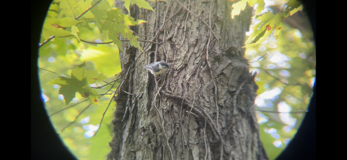 White-breasted Nuthatch - ML601316291