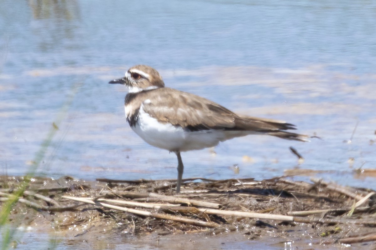 Killdeer - ML601316321