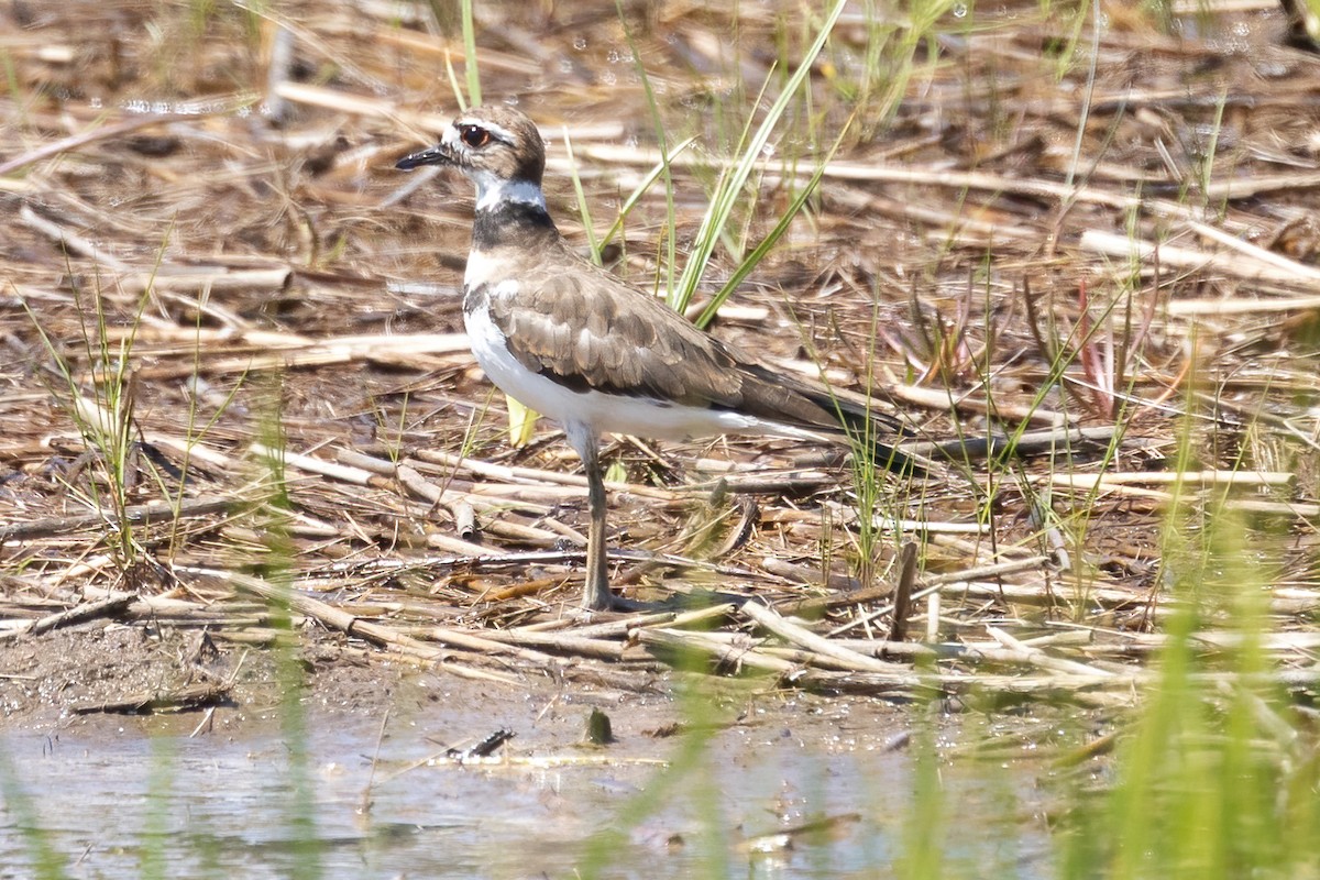 Killdeer - ML601316331