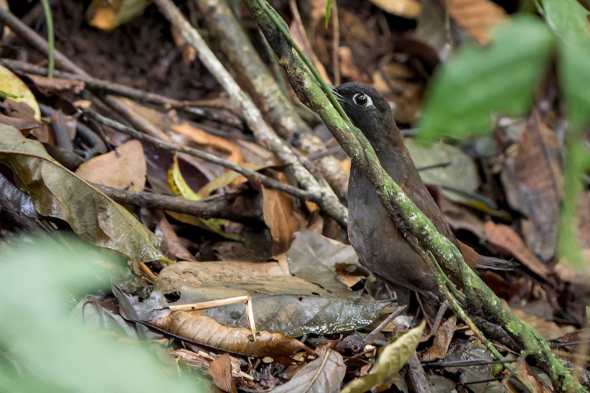 Black-headed Antthrush - Tyler Wenzel