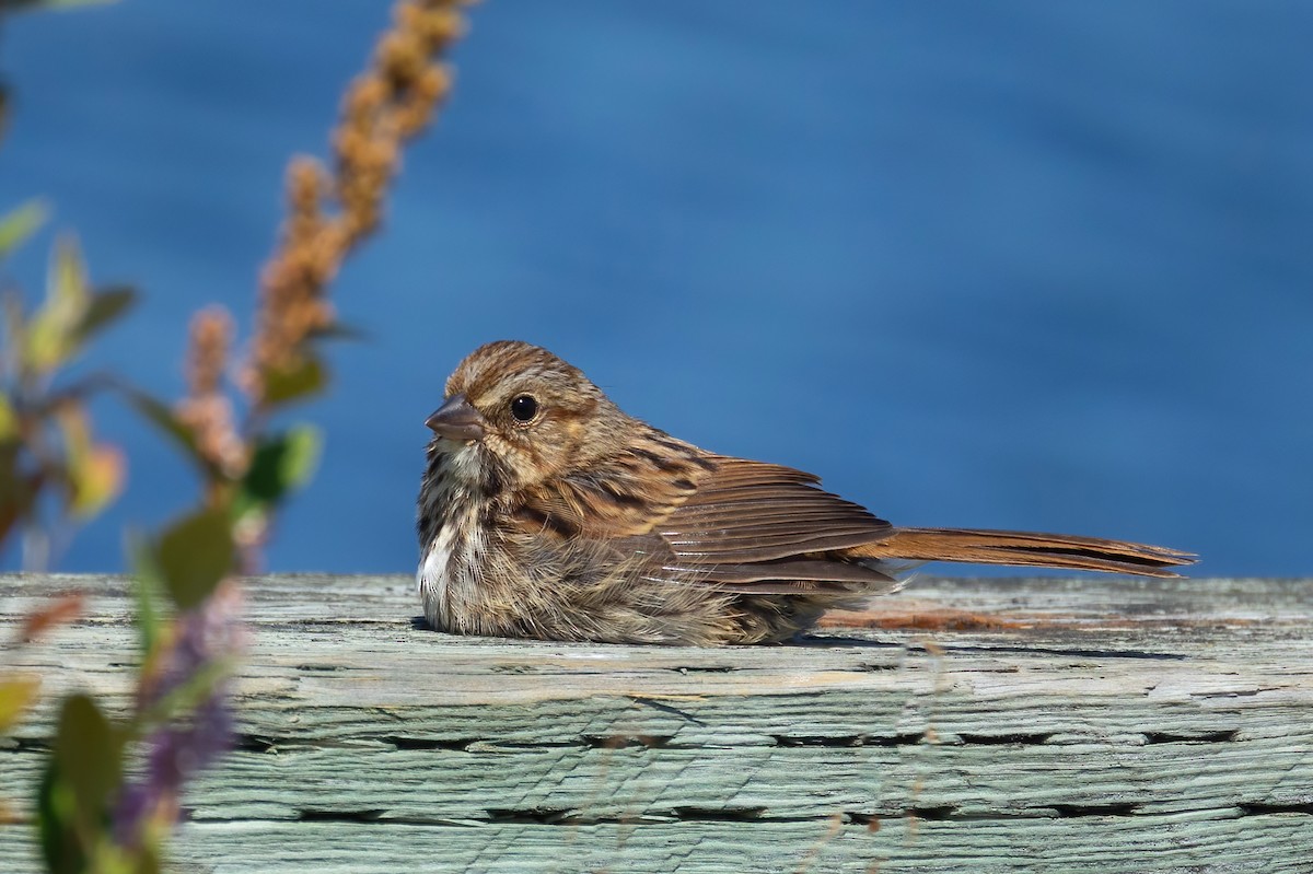 Song Sparrow - ML601316731