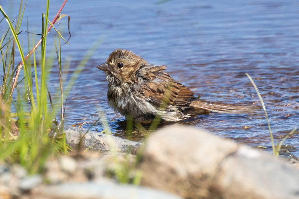 Song Sparrow - ML601316761