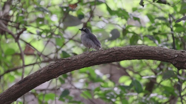 White-browed Forest-Flycatcher - ML601317461