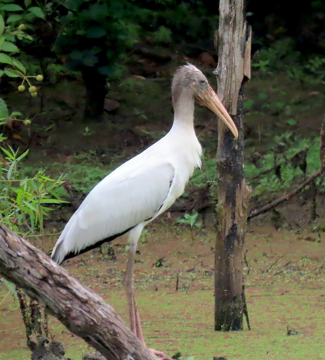 Wood Stork - ML601319081