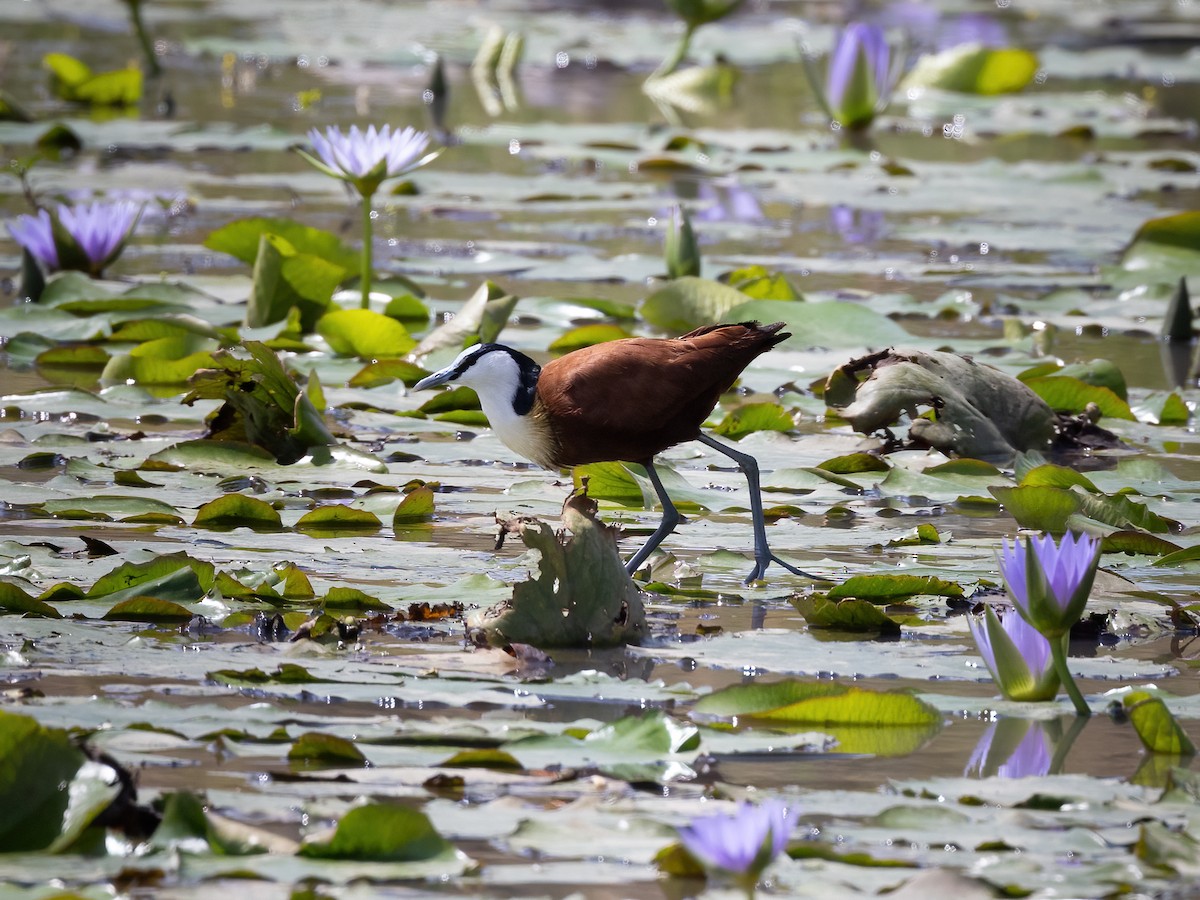 African Jacana - ML601319571