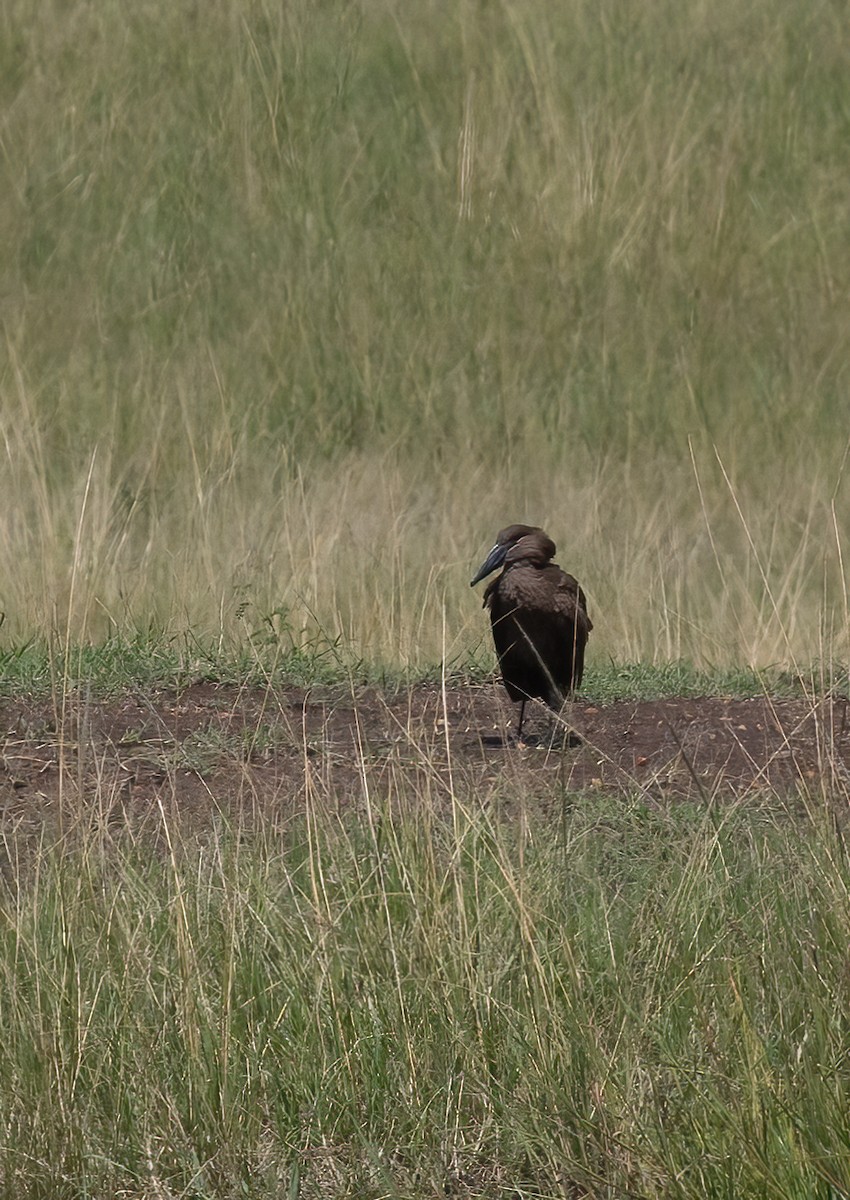 Hamerkop - ML601319641