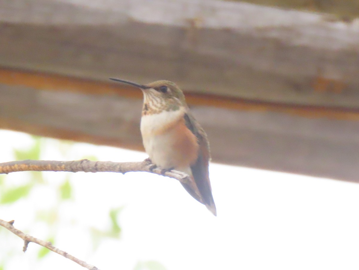 Calliope Hummingbird - ML601321121