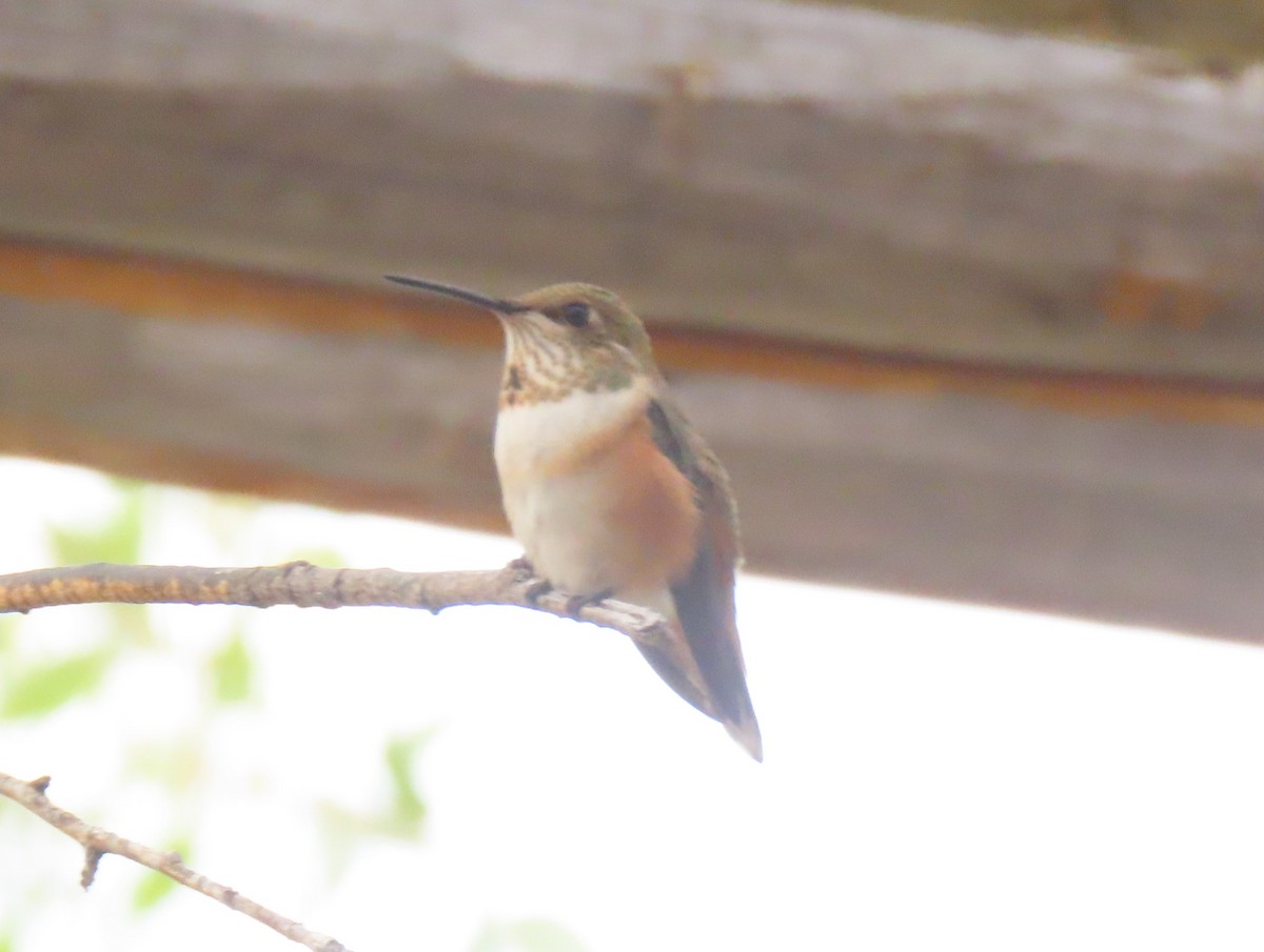 Colibrí Calíope - ML601321121